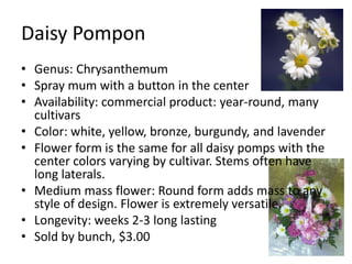 Daisy PomponGenus: ChrysanthemumSpray mum with a button in the centerAvailability: commercial product: year-round, many cultivarsColor: white, yellow, bronze, burgundy, and lavenderFlower form is the same for all daisy pomps with the center colors varying by cultivar. Stems often have long laterals.Medium mass flower: Round form adds mass to any style of design. Flower is extremely versatile.Longevity: weeks 2-3 long lastingSold by bunch, $3.00