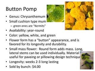 Button PompGenus: ChrysanthemumSmall cushion type mumgreen ones are “Kermits”Availability: year-round Color: yellow, white, and greenFlower form has a “button” appearance, and is favored for its longevity and durability.Small mass flower:  Round form adds mass. Long, lateral stems can be used individually. Material is useful for paveing or pillowing design techniques.Longevity: weeks 2-3 long lastingSold by bunch: $4.00