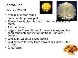 Football orIncurve MumAvailability: year-roundColor: white, yellow, pinkFlower form is classified as an intermediate incurve mum. A disbud mum.Large mass flower: Round form adds mass, and is a good candidate for use in traditional line-mass designs.Longevity: weeks 2-3 long lastingSold by stem for very large flowers or bunch 10 for smaller.$1.00/stem