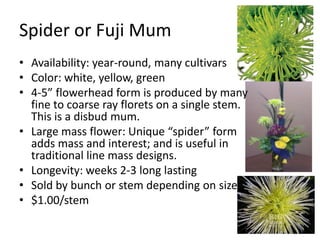 Spider or Fuji MumAvailability: year-round, many cultivarsColor: white, yellow, green4-5” flowerhead form is produced by many fine to coarse ray florets on a single stem. This is a disbud mum.Large mass flower: Unique “spider” form adds mass and interest; and is useful in traditional line mass designs.Longevity: weeks 2-3 long lastingSold by bunch or stem depending on size$1.00/stem