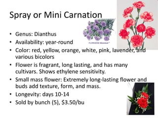 Spray or Mini CarnationGenus: DianthusAvailability: year-roundColor: red, yellow, orange, white, pink, lavender, and various bicolorsFlower is fragrant, long lasting, and has many cultivars. Shows ethylene sensitivity.Small mass flower: Extremely long-lasting flower and buds add texture, form, and mass.Longevity: days 10-14Sold by bunch (5), $3.50/bu