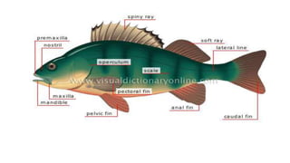 Basics of fisheries and aquaculture | PPTX