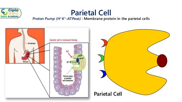 Basics Of Gastric Acid Secretion
