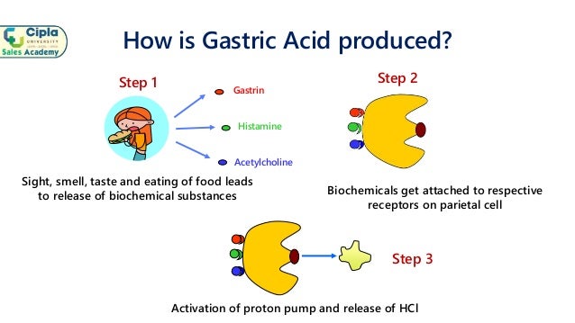 Basics Of Gastric Acid Secretion