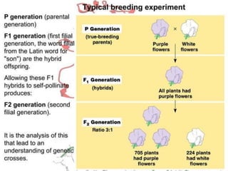 Basics of genetics.pptx