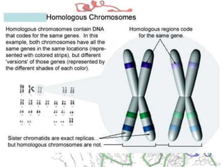 Basics of genetics.pptx