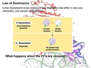Basics of genetics.pptx
