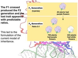 Basics of genetics.pptx