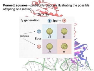 Basics of genetics.pptx