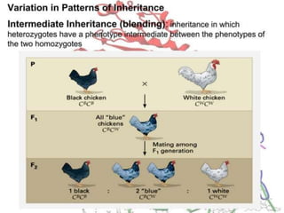 Basics of genetics.pptx