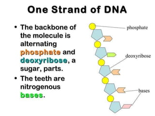 Basics of genetics.pptx