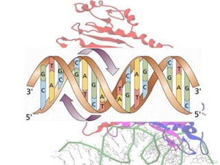 Basics of genetics.pptx