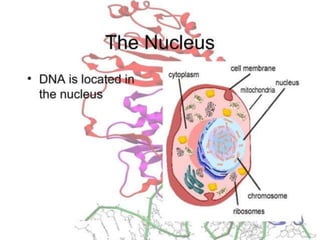 Basics of genetics.pptx