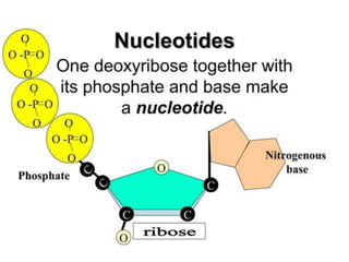 Basics of genetics.pptx