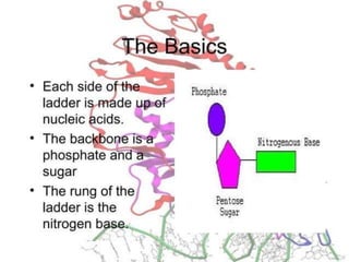 Basics of genetics.pptx