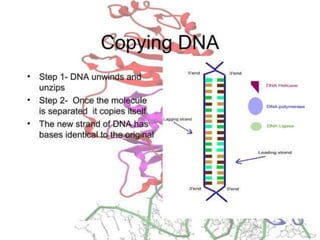Basics of genetics.pptx