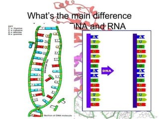 Basics of genetics.pptx