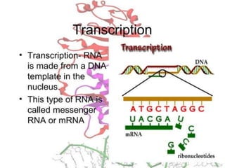 Basics of genetics.pptx