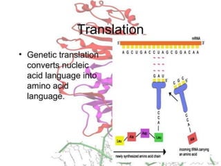 Basics of genetics.pptx