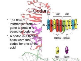 Basics of genetics.pptx