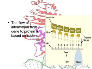 Basics of genetics.pptx