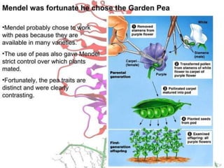 Basics of genetics.pptx