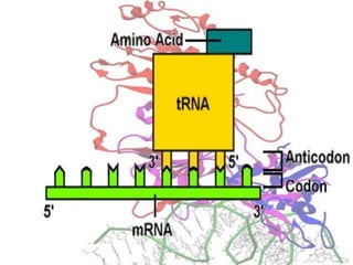 Basics of genetics.pptx