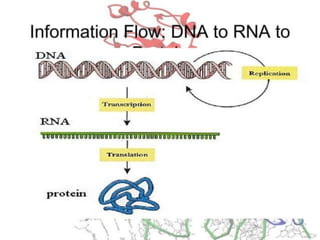 Basics of genetics.pptx