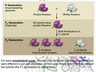 Basics of genetics.pptx
