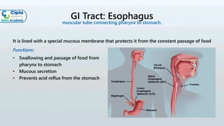 GI Tract: Esophagus
It is lined with a special mucous membrane that protects it from the constant passage of food
Functions:
• Swallowing and passage of food from
pharynx to stomach
• Mucous secretion
• Prevents acid reflux from the stomach
muscular tube connecting pharynx to stomach.
 