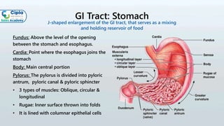 GI Tract: Stomach
Fundus: Above the level of the opening
between the stomach and esophagus.
Cardia: Point where the esophagus joins the
stomach
Body: Main central portion
Pylorus: The pylorus is divided into pyloric
antrum, pyloric canal & pyloric sphincter
• 3 types of muscles: Oblique, circular &
longitudinal
• Rugae: Inner surface thrown into folds
• It is lined with columnar epithelial cells
J-shaped enlargement of the GI tract, that serves as a mixing
and holding reservoir of food
 