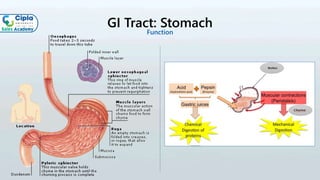 GI Tract: Stomach
Function
 