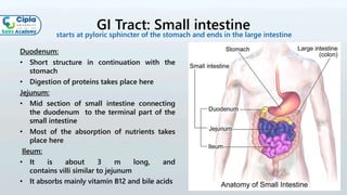 GI Tract: Small intestine
Duodenum:
• Short structure in continuation with the
stomach
• Digestion of proteins takes place here
Jejunum:
• Mid section of small intestine connecting
the duodenum to the terminal part of the
small intestine
• Most of the absorption of nutrients takes
place here
Ileum:
• It is about 3 m long, and
contains villi similar to jejunum
• It absorbs mainly vitamin B12 and bile acids
starts at pyloric sphincter of the stomach and ends in the large intestine
 