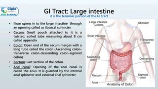 GI Tract: Large intestine
• Ilium opens in to the large intestine through
an opening called as ilocecal sphincter
• Cecum: Small pouch attached to it is a
twisted, coiled tube measuring about 8 cm
called appendix
• Colon: Open end of the cecum merges with a
long tube called the colon (Ascending colon-
transverse colon-descending colon-sigmoid
colon)
• Rectum: Last section of the colon
• Anal canal: Opening of the anal canal is
called the anus. It is guarded by the internal
anal sphincter and external anal sphincter
it is the terminal portion of the GI tract
 