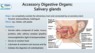 Accessory Digestive Organs:
Salivary glands
Major: Lie completely outside the alimentary tract and connected by an excretory duct
• Parotid, Submandibular, Sublingual
Minor: Lip, cheeks, soft palate
Functions:
• Secrete saliva composed of water, mucus,
proteins, salts, salivary amylase (ptyalin),
immunoglobulins (IgA) & lactoperoxidase
• Serves to moisten food
• Lubricates & moistens oral mucosa and lip
• Initiates the digestion of carbohydrates
 