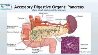 Accessory Digestive Organs: Pancreas
gland which lies behind the stomach
 