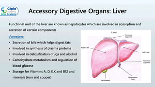 Accessory Digestive Organs: Liver
Functional unit of the liver are known as hepatocytes which are involved in absorption and
secretion of certain components
Functions:
• Secretion of bile which helps digest fats
• Involved in synthesis of plasma proteins
• Involved in detoxification drugs and alcohol
• Carbohydrate metabolism and regulation of
blood glucose
• Storage for Vitamins A, D, E,K and B12 and
minerals (iron and copper)
 