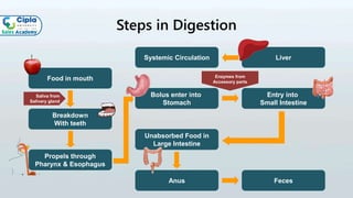 Steps in Digestion
Food in mouth
Breakdown
With teeth
Propels through
Pharynx & Esophagus
Bolus enter into
Stomach
Entry into
Small Intestine
LiverSystemic Circulation
Unabsorbed Food in
Large Intestine
FecesAnus
Saliva from
Salivary gland
Enzymes from
Accessory parts
 