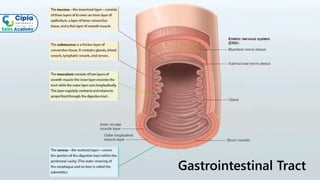 Gastrointestinal Tract
 