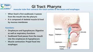 GI Tract: Pharynx
• When food is first swallowed, it passes
from the mouth into the pharynx
• It is composed of skeletal muscle & lined
by mucous membrane
Functions:
• Oropharynx and hypopharynx: Digestive
as well as respiratory functions
• Swallowed food passes from the mouth
into the oropharynx & hypopharynx
• Muscle contraction: Propel food into
esophagus
muscular tube that connects the nasal cavities to the larynx and esophagus
 