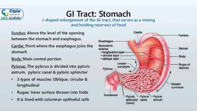 Basics of GI System
