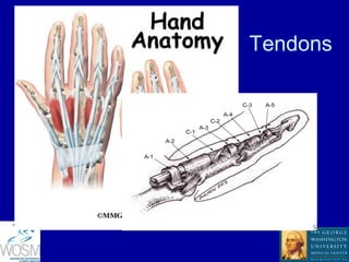 Basics of Hand Surgery | PPT