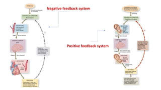 Introduction to the Basics of Human Anatomy and Physiology ...