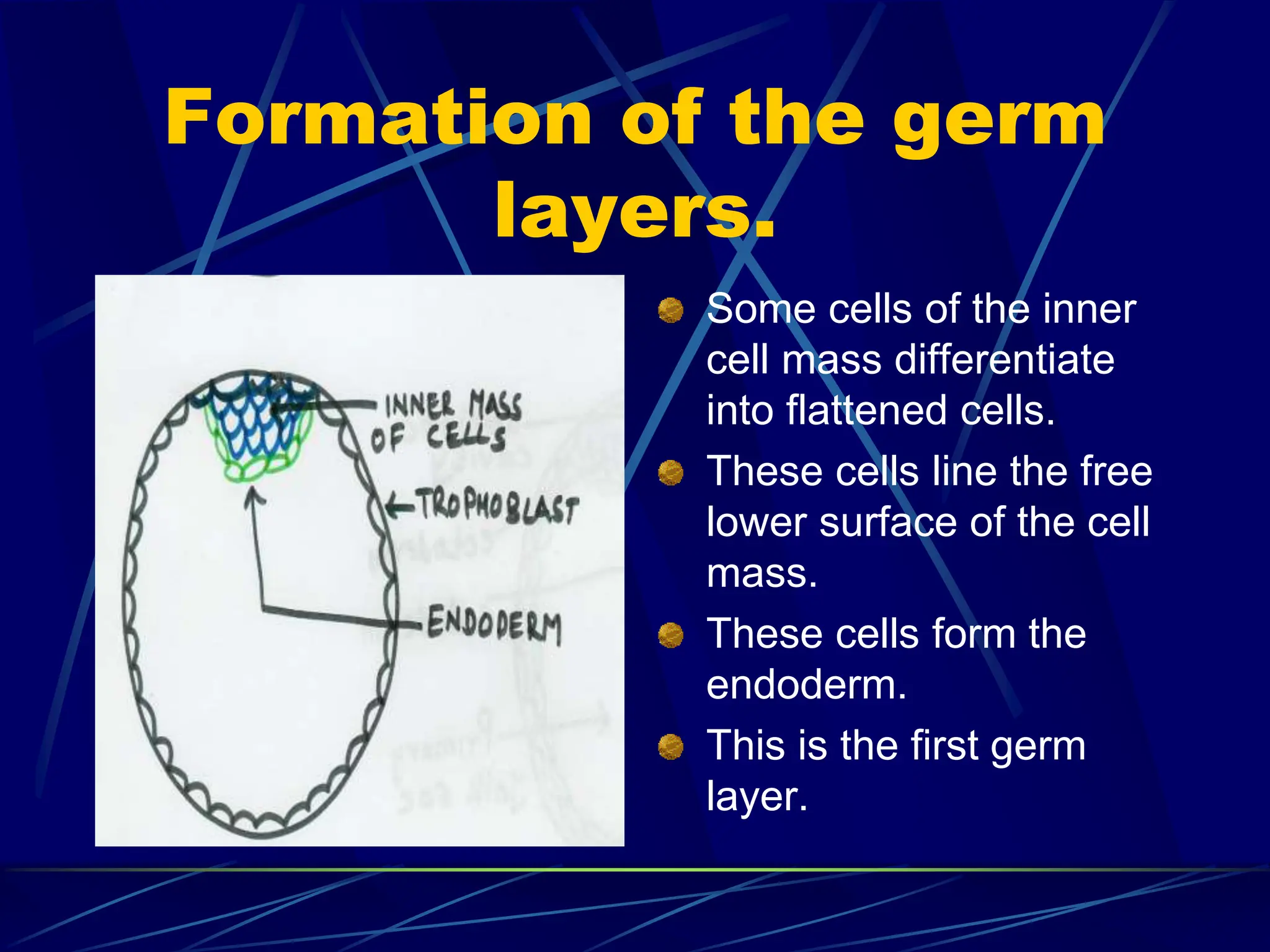 Basics of Human Embryology including dental applications | PPT