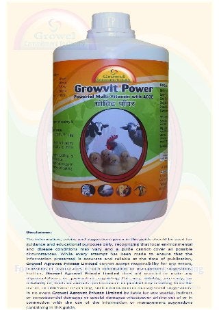 Basics of Layer Poultry Farming