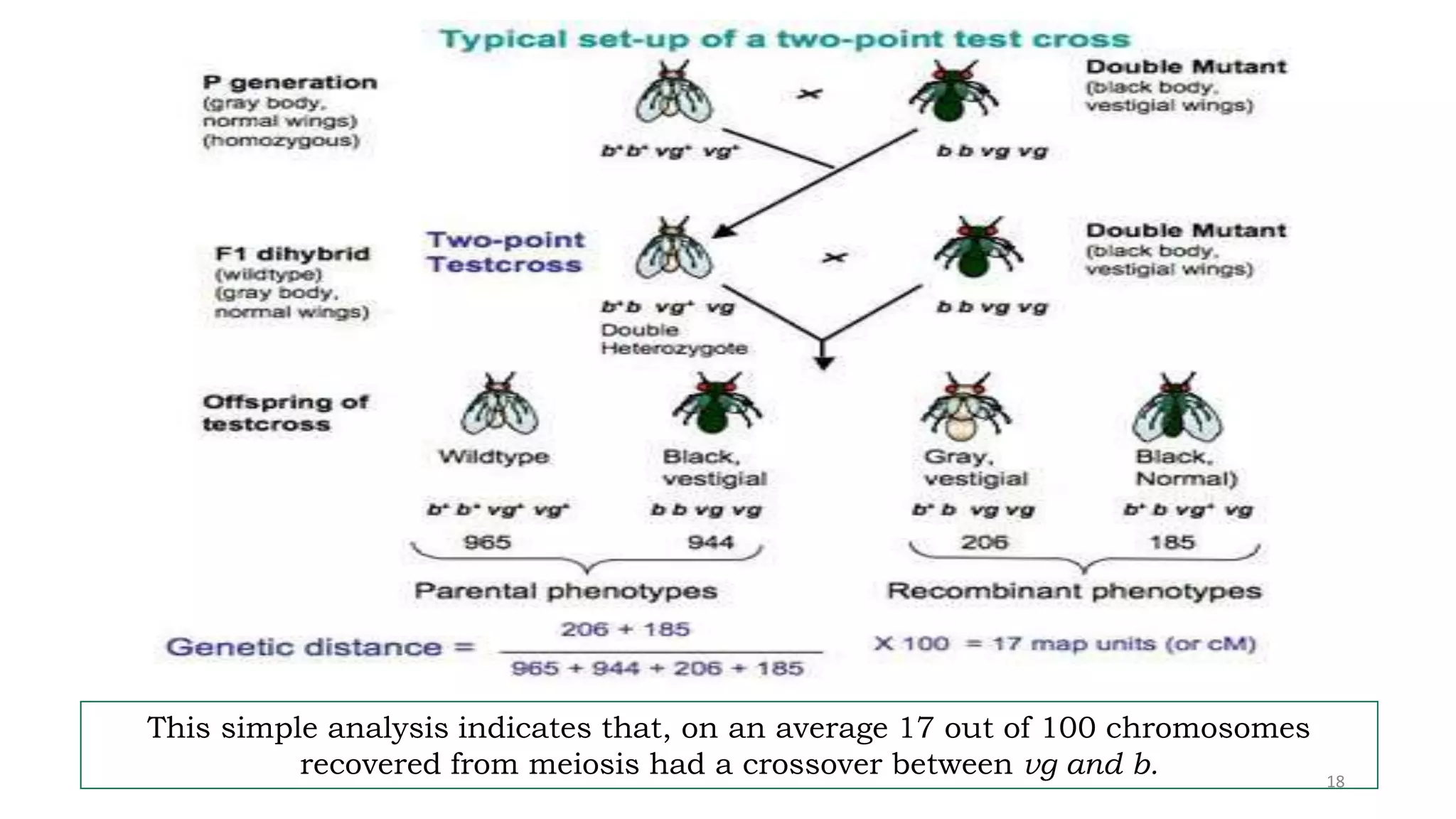 This simple analysis indicates that, on an average 17 out of 100 chromosomes
recovered from meiosis had a crossover between vg and b. 18
 
