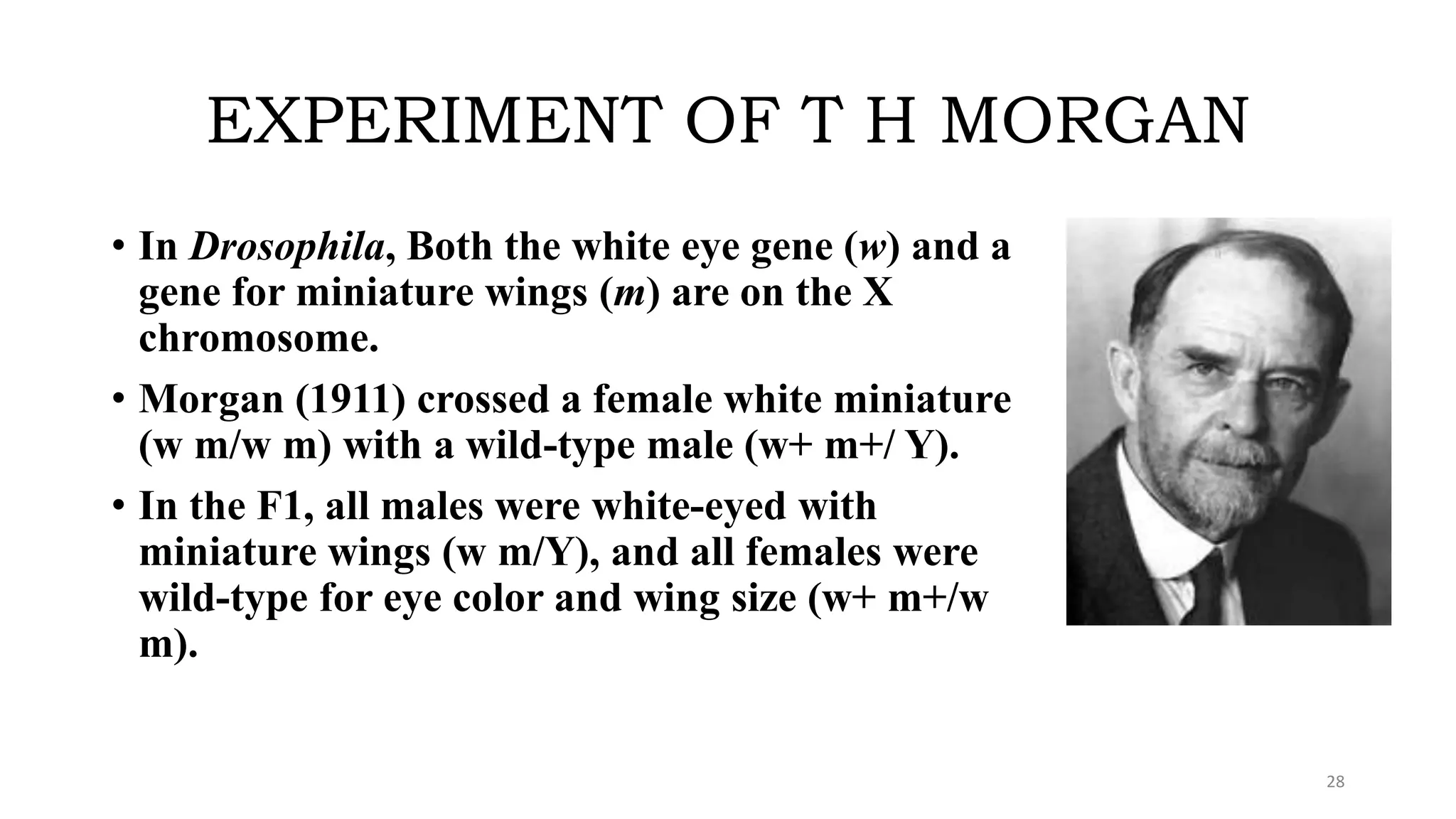 EXPERIMENT OF T H MORGAN
• In Drosophila, Both the white eye gene (w) and a
gene for miniature wings (m) are on the X
chromosome.
• Morgan (1911) crossed a female white miniature
(w m/w m) with a wild-type male (w+ m+/ Y).
• In the F1, all males were white-eyed with
miniature wings (w m/Y), and all females were
wild-type for eye color and wing size (w+ m+/w
m).
28
 