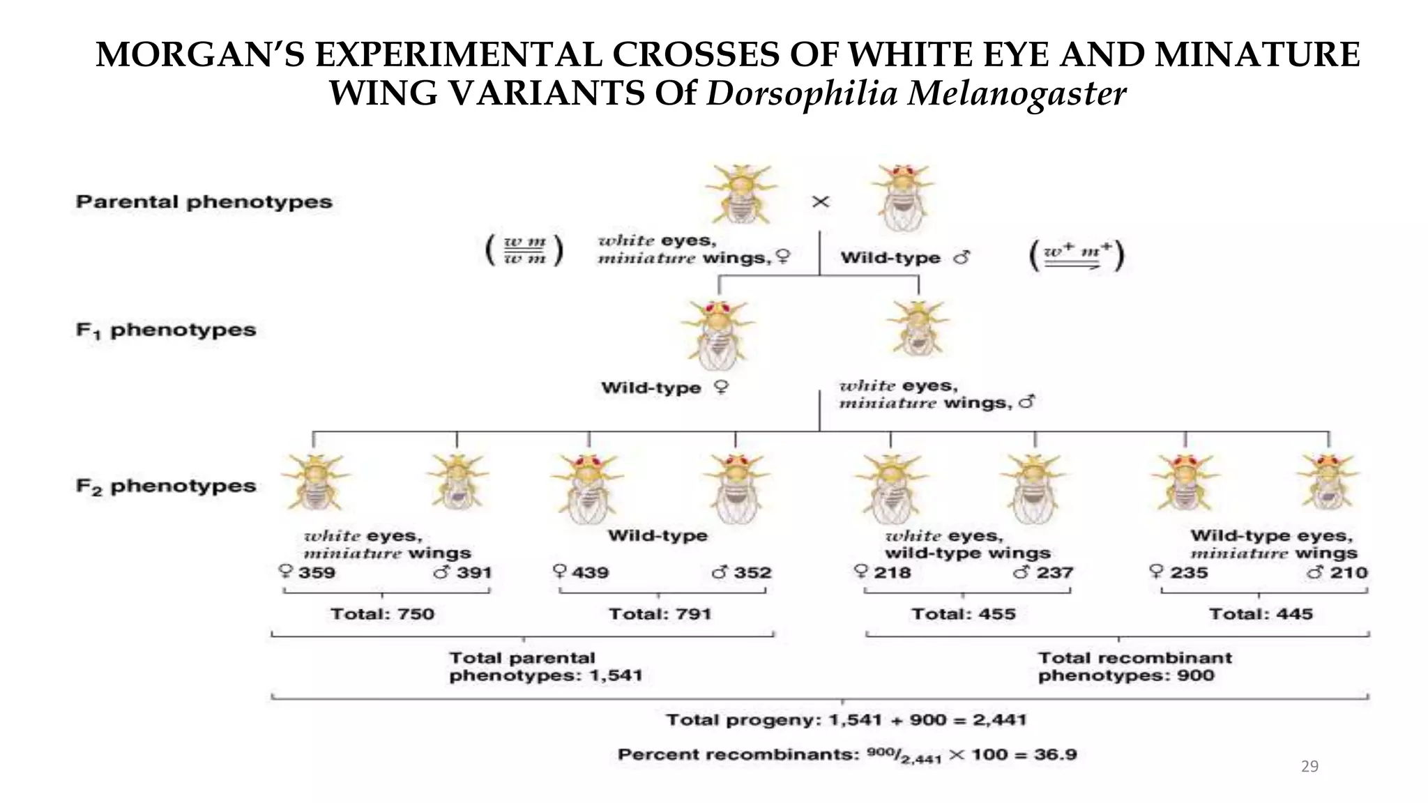 MORGAN’S EXPERIMENTAL CROSSES OF WHITE EYE AND MINATURE
WING VARIANTS Of Dorsophilia Melanogaster
29
 