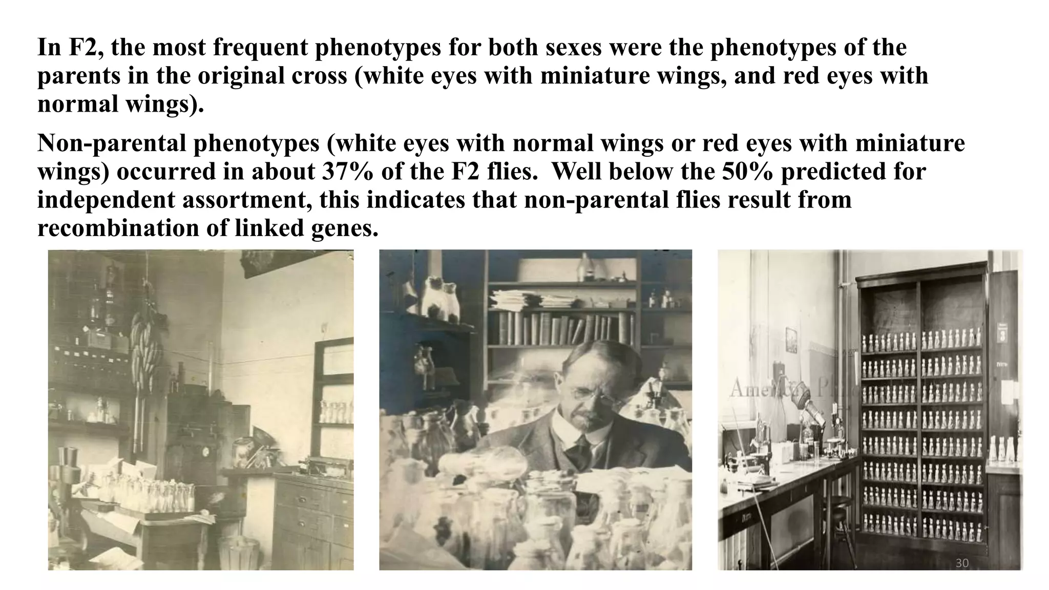 In F2, the most frequent phenotypes for both sexes were the phenotypes of the
parents in the original cross (white eyes with miniature wings, and red eyes with
normal wings).
Non-parental phenotypes (white eyes with normal wings or red eyes with miniature
wings) occurred in about 37% of the F2 flies. Well below the 50% predicted for
independent assortment, this indicates that non-parental flies result from
recombination of linked genes.
30
 