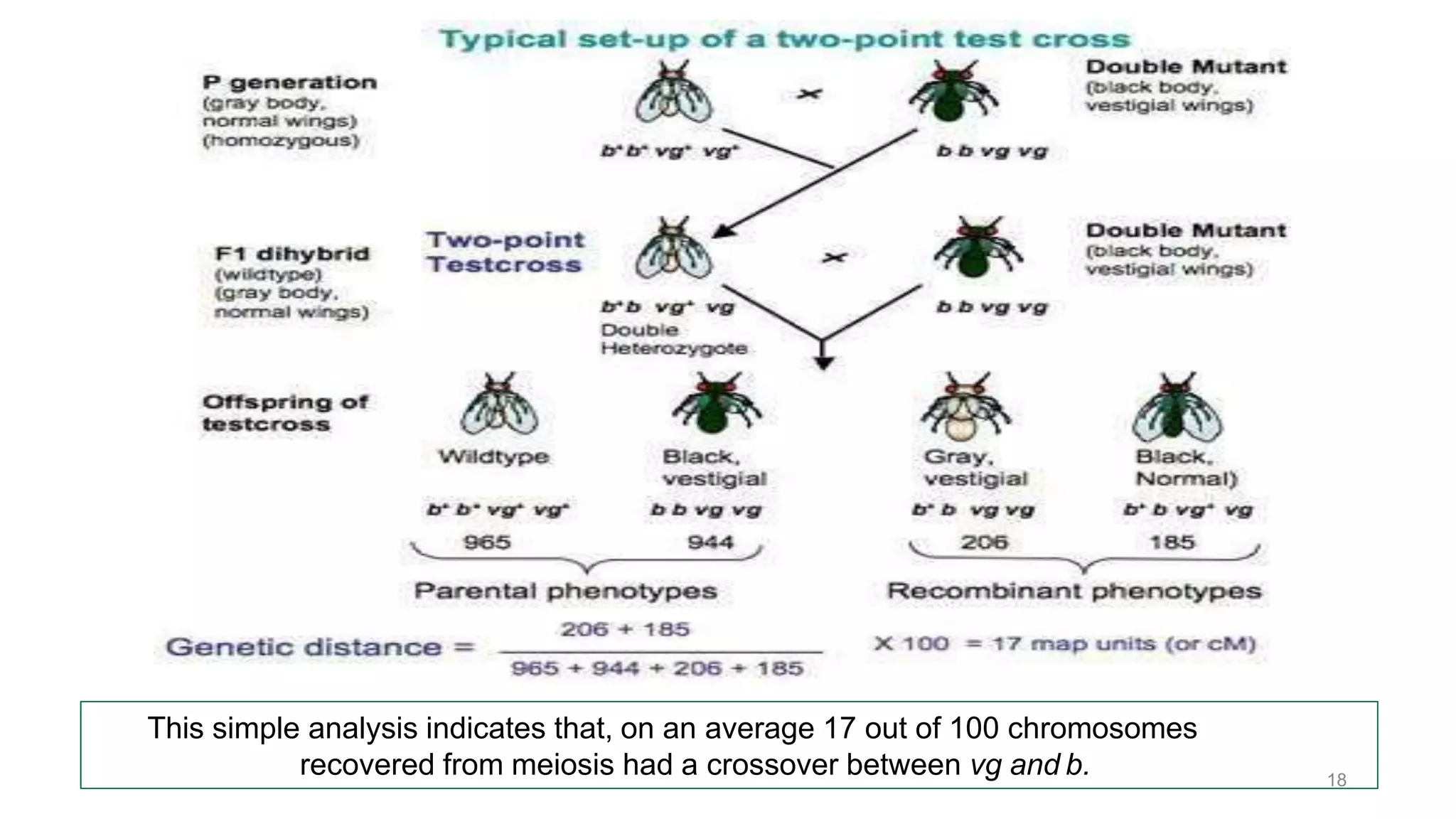 This simple analysis indicates that, on an average 17 out of 100 chromosomes
recovered from meiosis had a crossover between vg and b. 18
 
